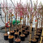 Broskyňa obyčajná (Prunus persica) ´REDHAVEN´ - stredne skorá, výška 150-180 cm, obvod kmeňa 4/6 cm, kont. C10L